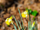 Narcissus – Narcyza